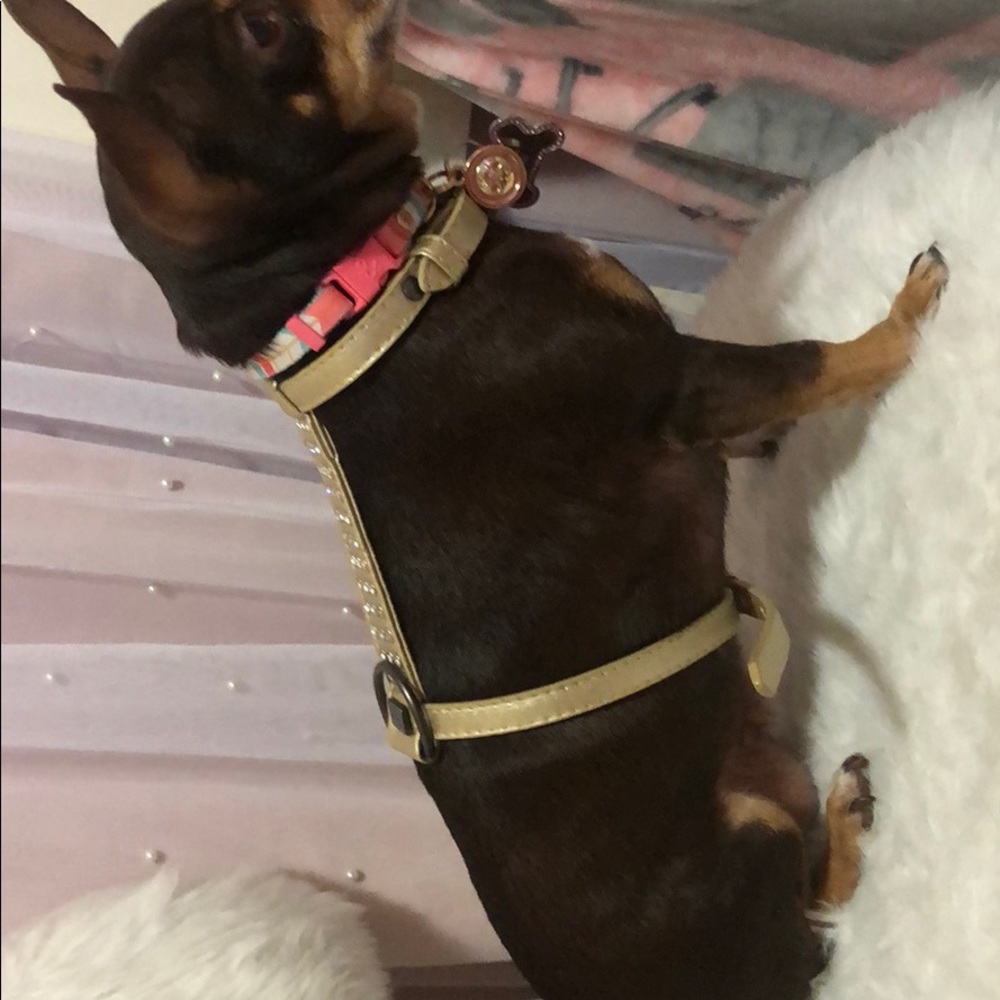 harness - Picture 4 of 5